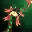 Christmas Bow - 7 days